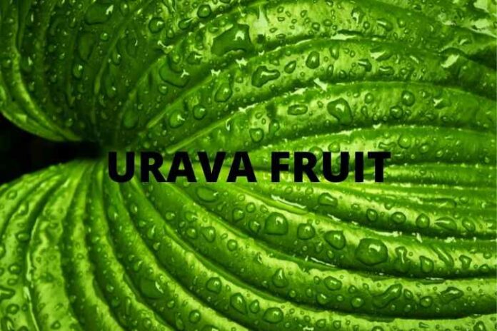 URAVA FRUIT